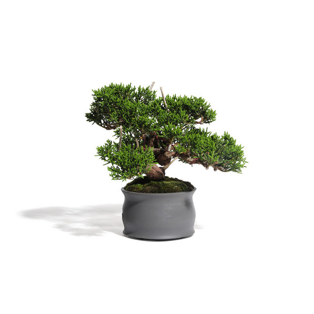 真柏 -Japanese Juniper- (推定樹齢30年)-M0015- 詳細画像